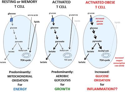 Targeting T cell (oxidative) metabolism to improve immunity to viral infection in the context of obesity